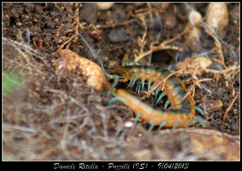 Scolopendra cingulata: lunghezza massima accertata?